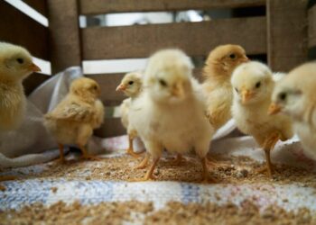 مسوق كتاكيت