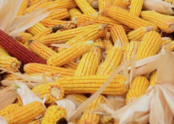 الخبراء برفعون توقعاتهم لمحصول الذرة الأرجنتينية في الموسم 2025-2026