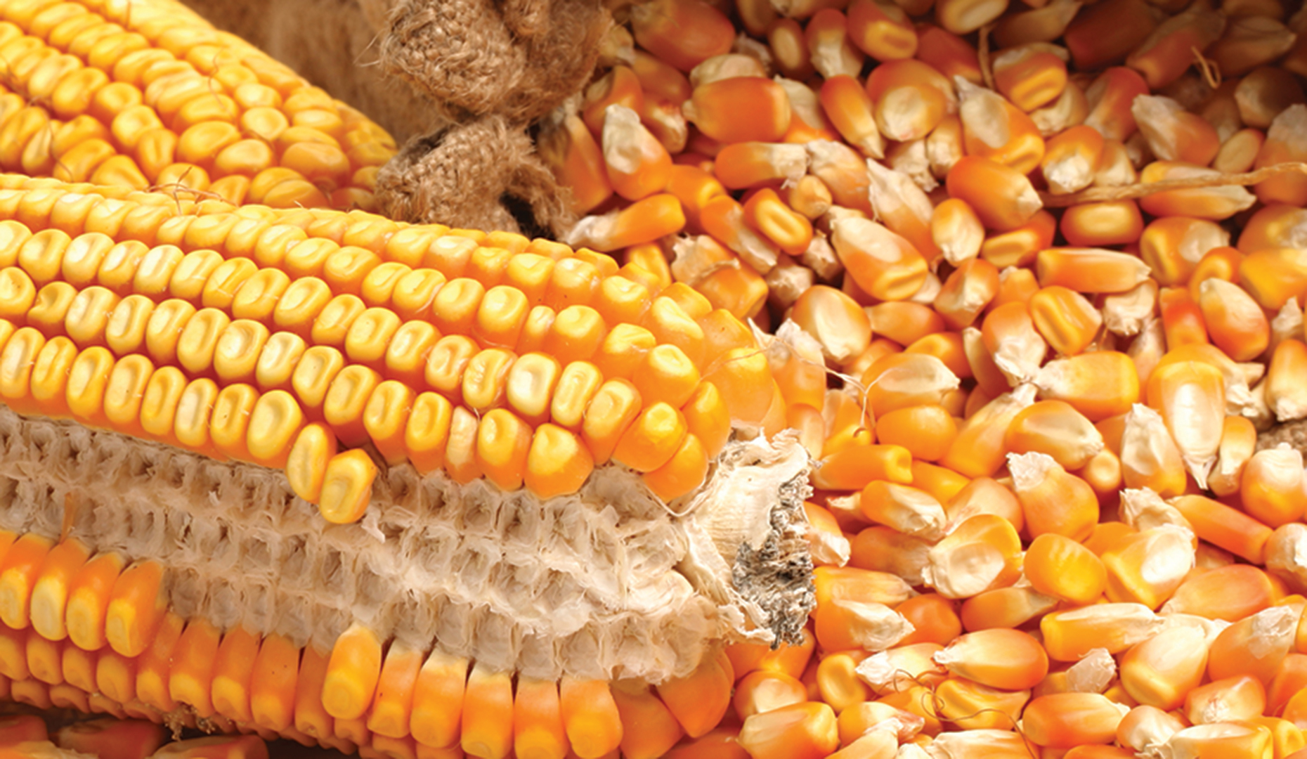 العقود الآجلة للذرة تغلق على انخفاض في ختام تداولات الثلاثاء