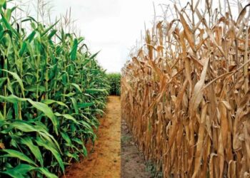 الظروف الجوية الحارة في الأرجنتين تؤثر سلبًا على محاصيل الصويا والذرة