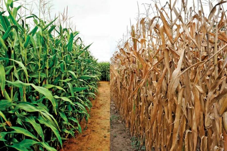 الظروف الجوية الحارة في الأرجنتين تؤثر سلبًا على محاصيل الصويا والذرة