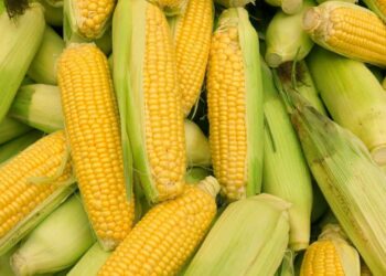 صادرات الذرة الروسية إلى الصين تزداد 3 أضعاف في عام 2025