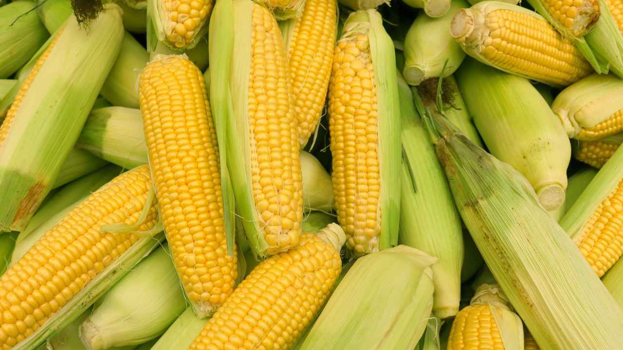 صادرات الذرة الروسية إلى الصين تزداد 3 أضعاف في عام 2025