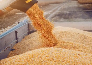 وزارة الزراعة الأمريكية تعلن عن بيع أكثر من 400 ألف طن من الذرة