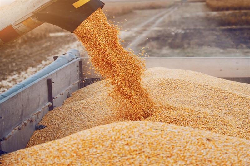 وزارة الزراعة الأمريكية تعلن عن بيع أكثر من 400 ألف طن من الذرة