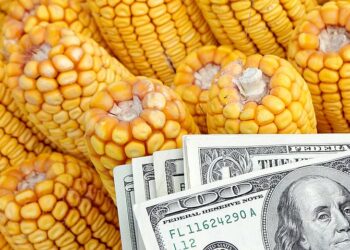أوكرانيا: زيادة مبيعات الذرة وارتفاع الأسعار بمقدار 1-2 دولار/طن خلال الأسبوع