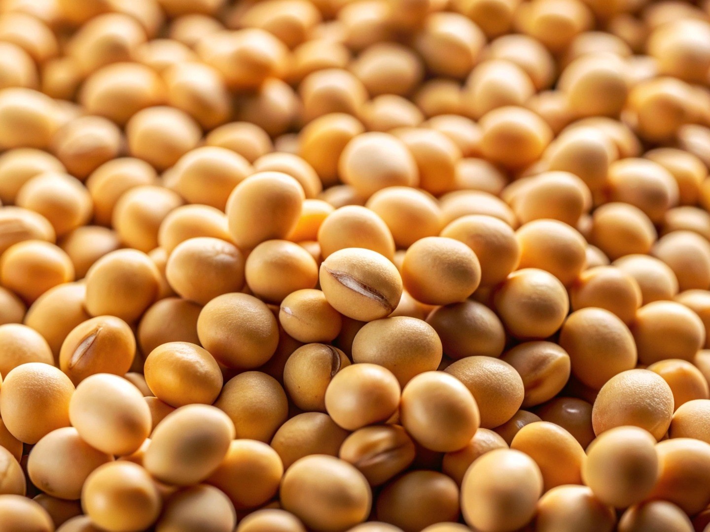 ارتفاع صادرات الولايات المتحدة من فول الصويا.. الصين ومصر أبرز الوجهات