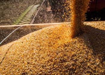 صادرات البرازيل من الذرة ترتفع بنسبة 4% في يناير