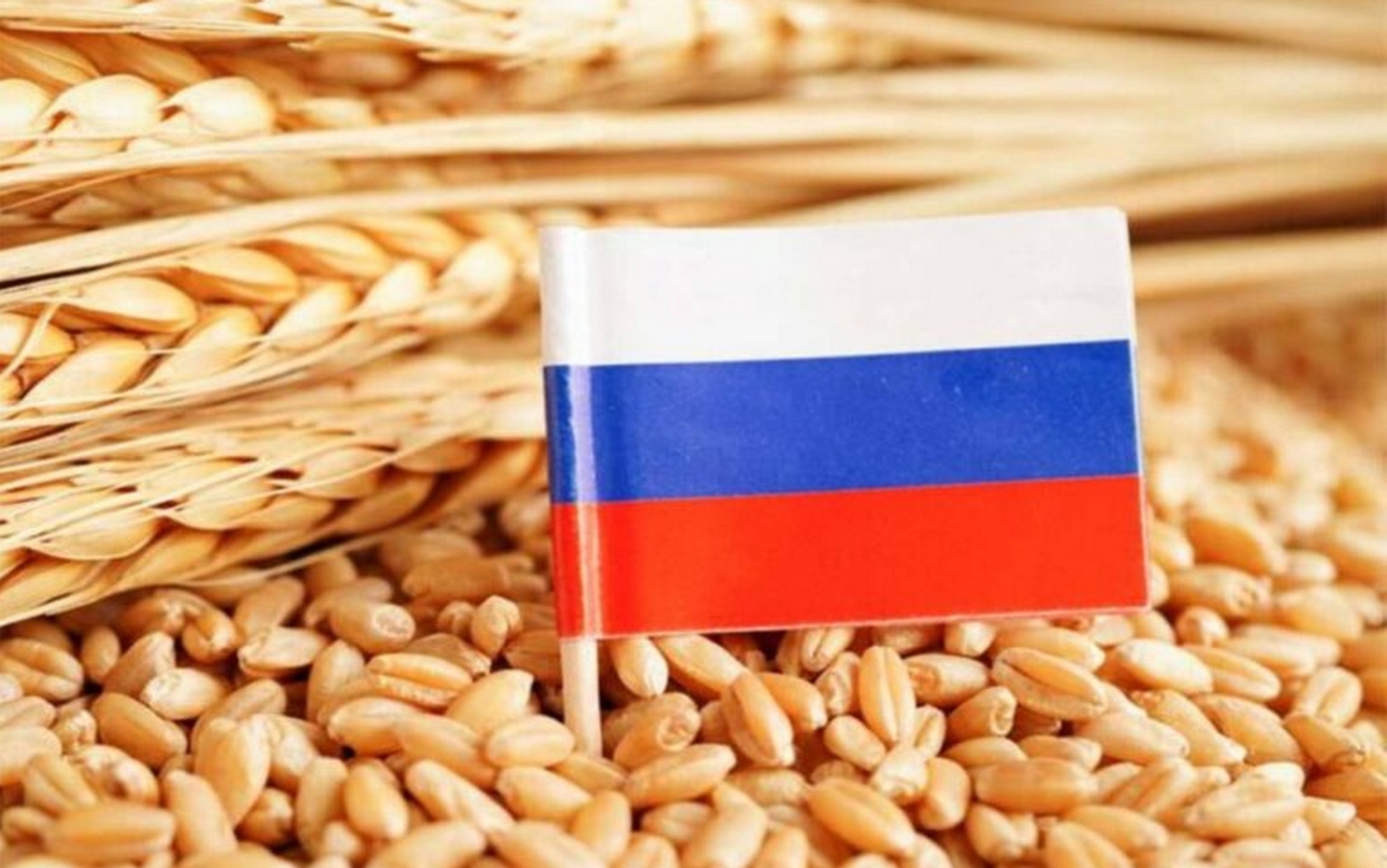 انخفاض صادرات الحبوب الروسية في النصف الأول من الموسم بنحو 18٪