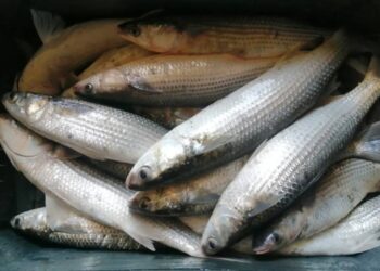 تنمية البحيرات يواصل أعمال موسم الصيد بمزرعة المنزلة السمكية بإنتاج 42 طنًا من الأسماك