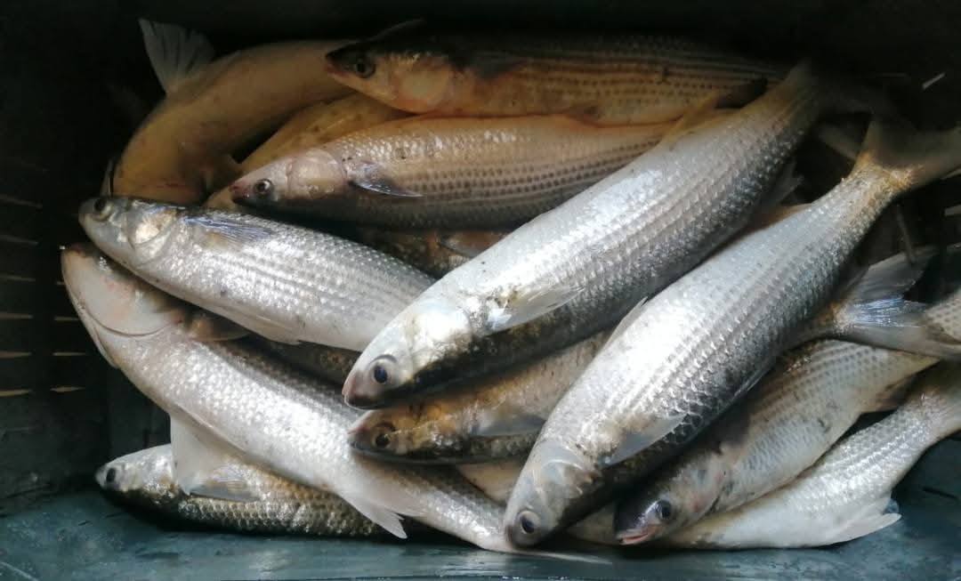 تنمية البحيرات يواصل أعمال موسم الصيد بمزرعة المنزلة السمكية بإنتاج 42 طنًا من الأسماك