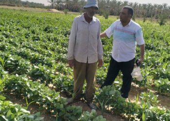 نجاح تجربة بحثية لزراعة فول الصويا بالوادي الجديد لدعم للمحاصيل الزيتية والعلفية