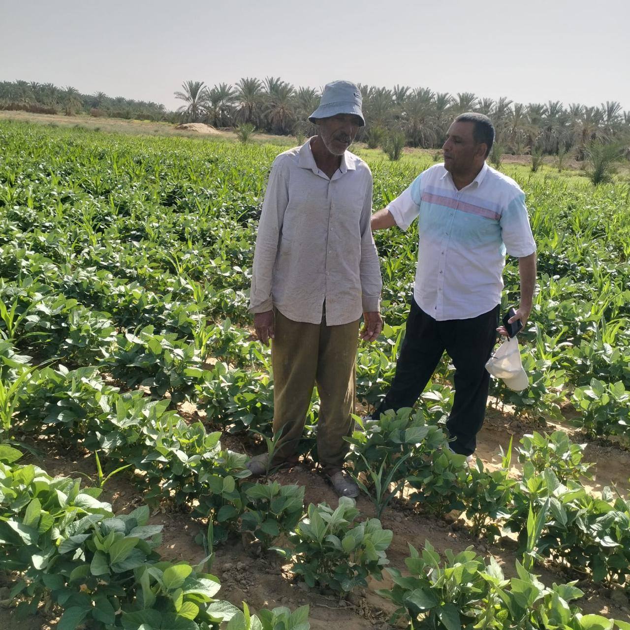 نجاح تجربة بحثية لزراعة فول الصويا بالوادي الجديد لدعم للمحاصيل الزيتية والعلفية