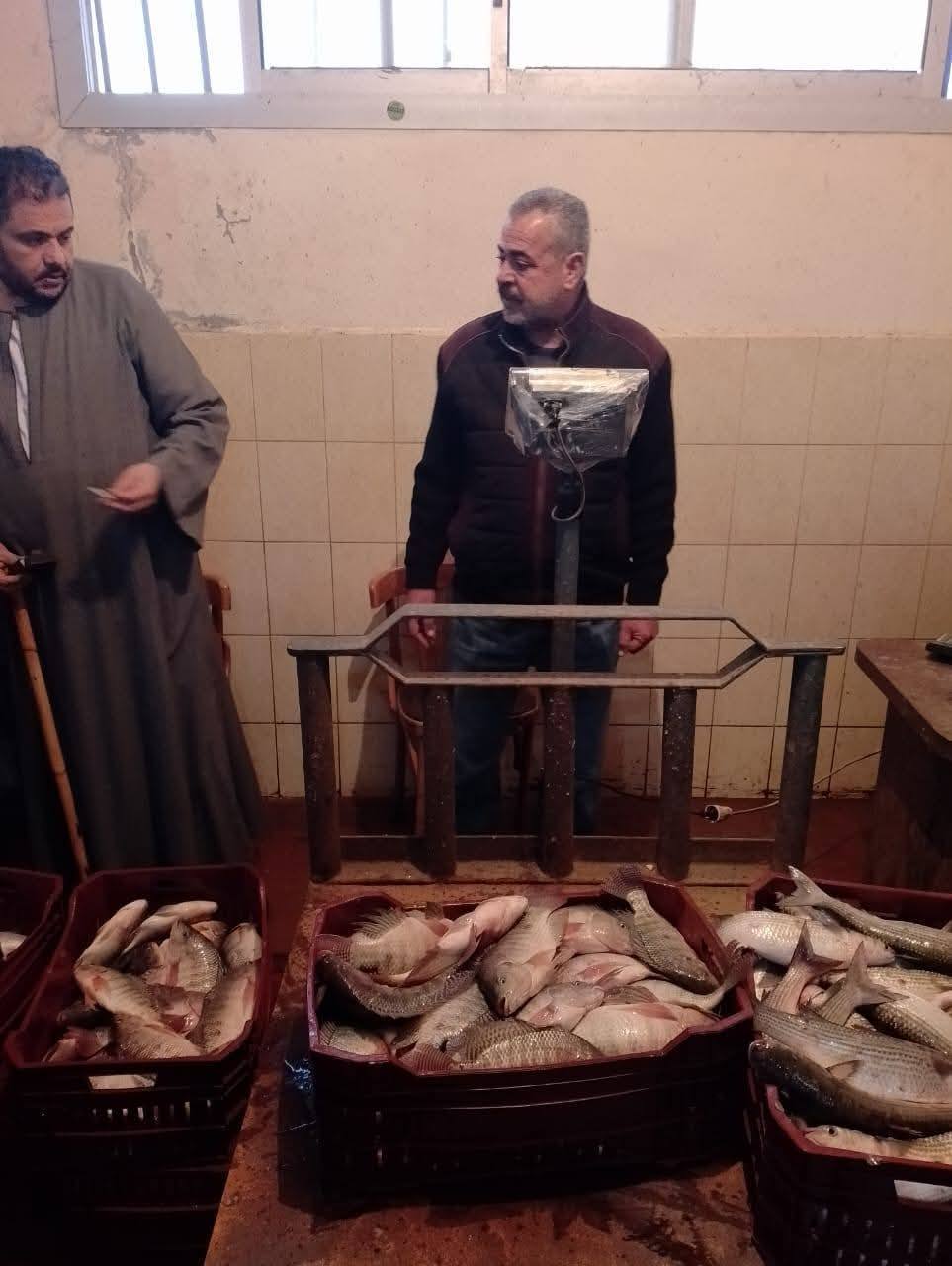 حصاد 42 طن من الأسماك.. بدء موسم الصيد بمزرعة برسيق السمكية بمحافظة البحيرة