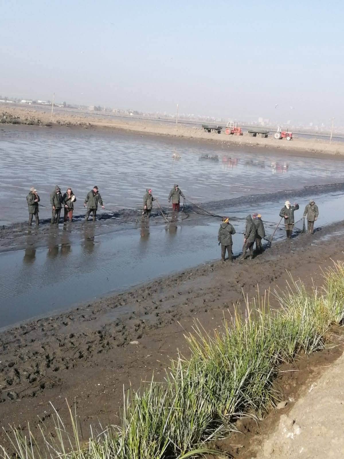 تنمية البحيرات يواصل أعمال موسم الصيد بمزرعة المنزلة السمكية بإنتاج 42 طنًا من الأسماك