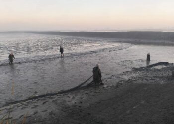 حصاد 42 طن من الأسماك.. بدء موسم الصيد بمزرعة برسيق السمكية بمحافظة البحيرة