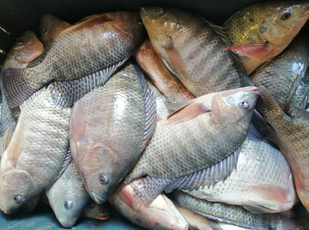 تنمية البحيرات يواصل أعمال موسم الصيد بمزرعة المنزلة السمكية بإنتاج 42 طنًا من الأسماك