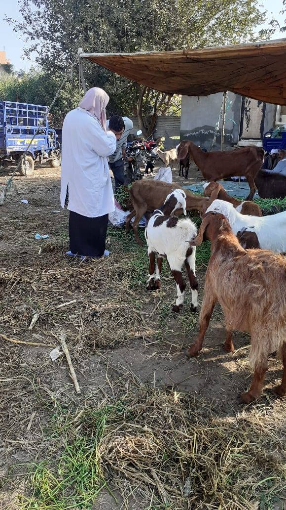 فرق التقصي والترصد الوبائي بالخدمات البيطرية تفحص 176.304 حيوان و949192 طائر خلال ديسمبر