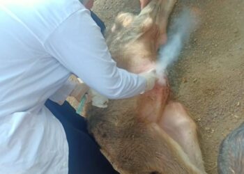 "الزراعة": فحص وعلاج 3441 رأس ماشية بالمجان في المنوفية وبني سويف