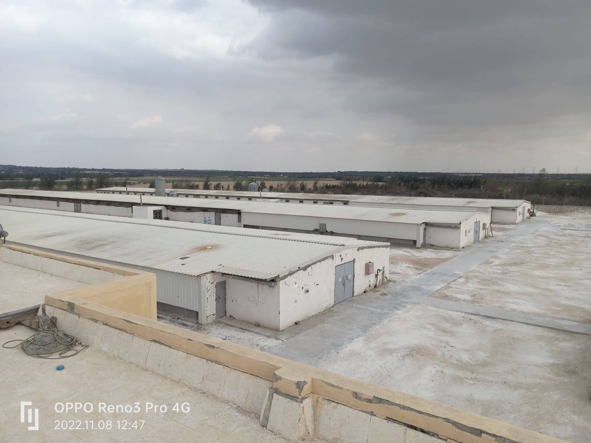 بشهادات عالمية.. منظومة الدواجن المصرية تحقق الريادة في الأمان الحيوي ودقة التشخيص