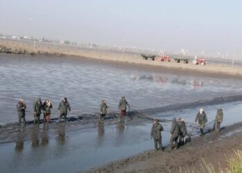 تنمية البحيرات: استخراج 42 طنًا من الأسماك ضمن أعمال الحصاد بمزرعة المنزلة السمكية