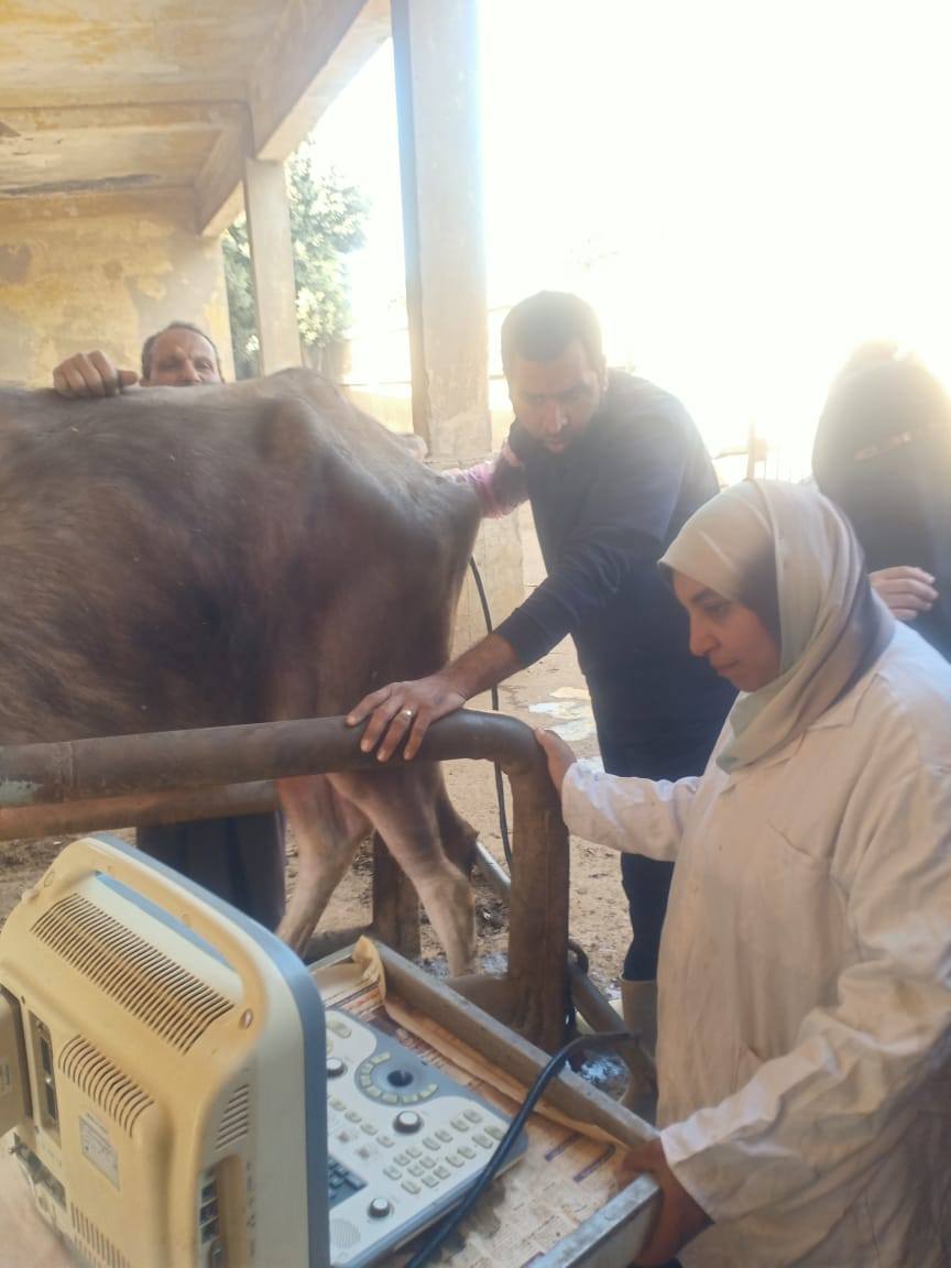 "الزراعة": فحص وعلاج 3441 رأس ماشية بالمجان في المنوفية وبني سويف