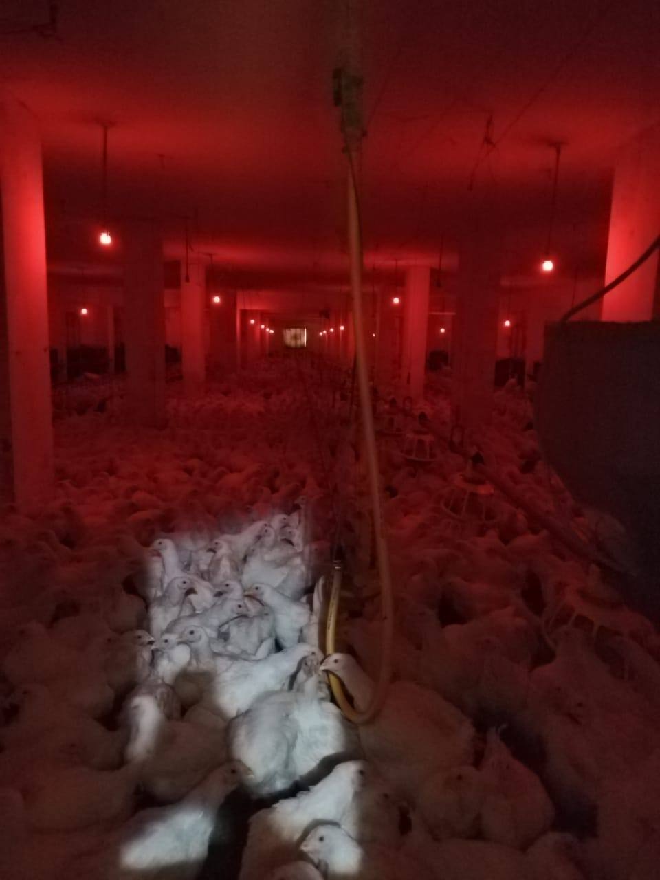 بشهادات عالمية.. منظومة الدواجن المصرية تحقق الريادة في الأمان الحيوي ودقة التشخيص