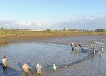 "تنمية البحيرات" يواصل أعمال الصيد بمزرعة الزاوية السمكية بكفر الشيخ