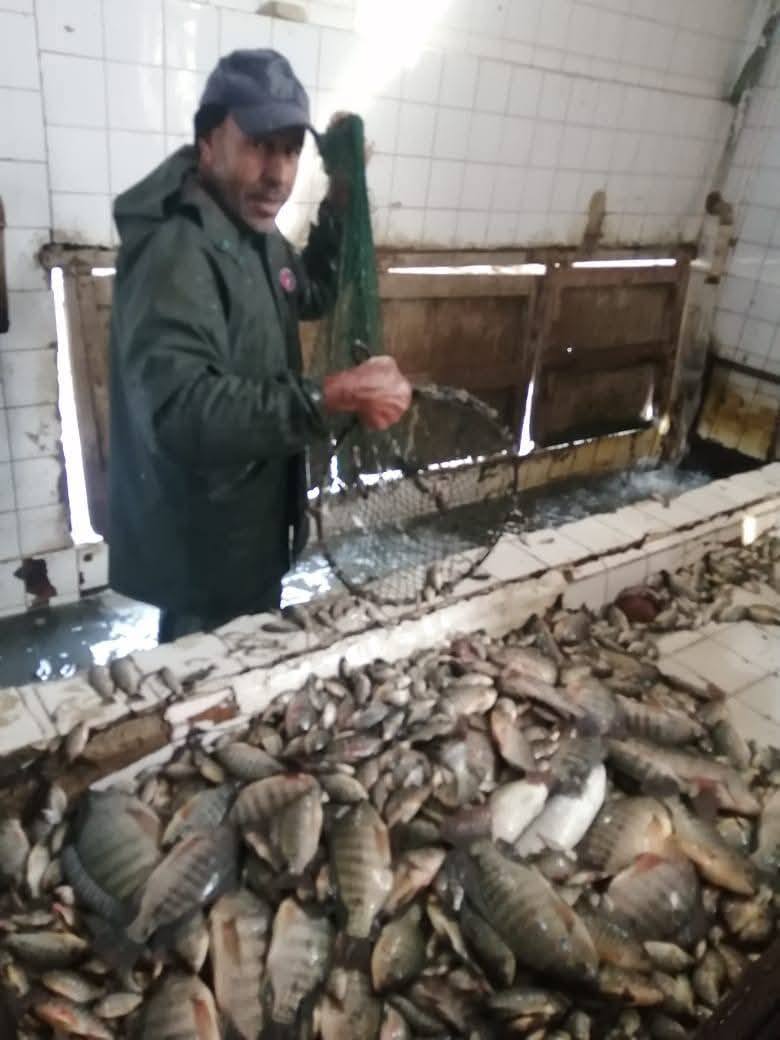 مزرعة المنزلة السمكية تنتج 20 طن من أسماك البلطي بنظام الاستزراع السمكي