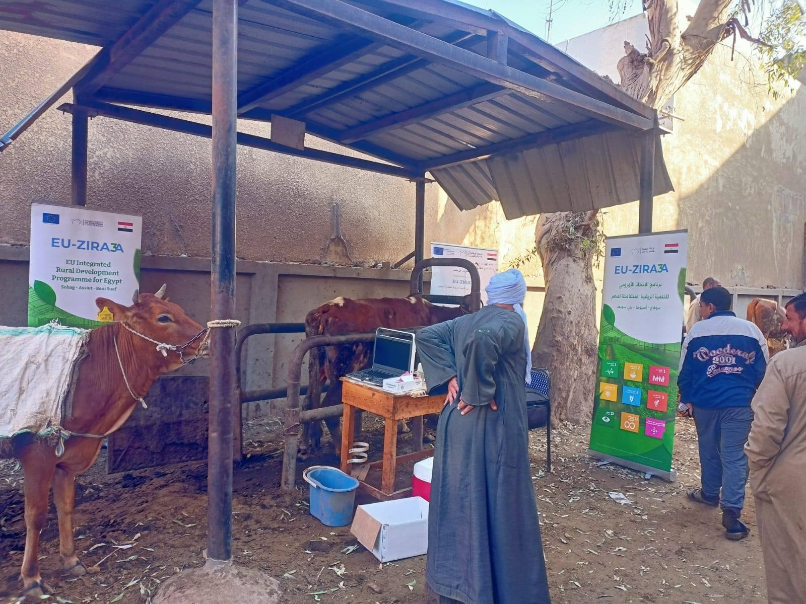 فحص 1600 رأس ماشية ضمن أعمال 5 قوافل بيطرية مجانية ببني سويف