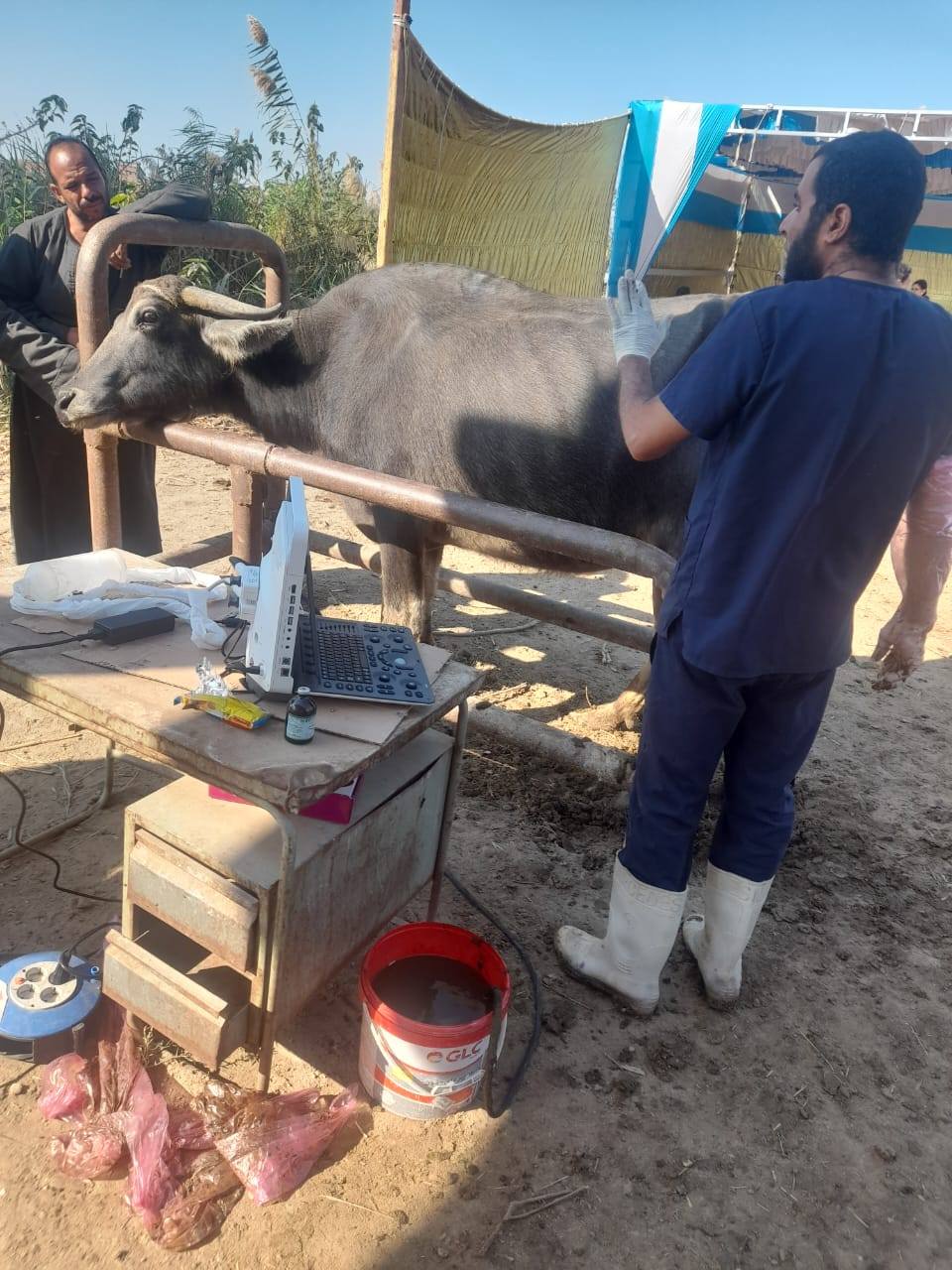 "الزراعة" تقدم دعم مباشر لصغار المربين وتحسين إنتاج الثروة الحيوانية في سوهاج