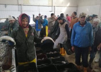 تنمية البحيرات