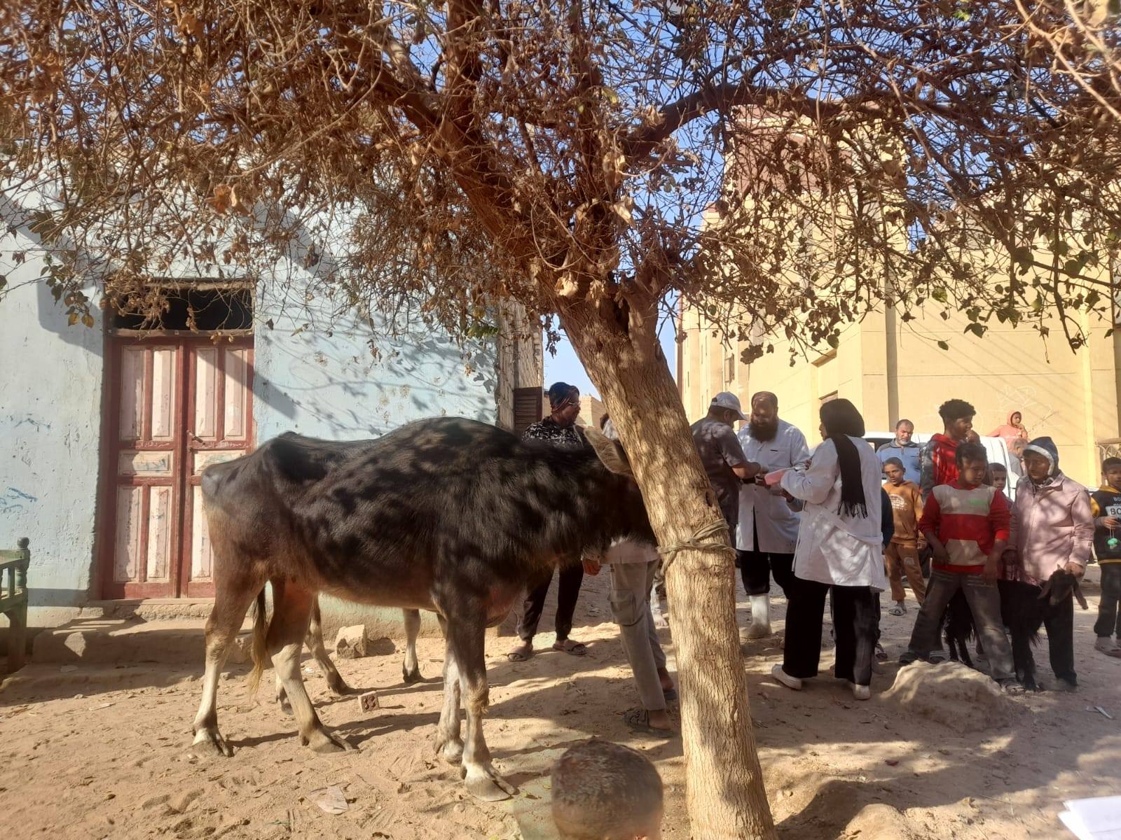 "الزراعة" تقدم دعم مباشر لصغار المربين وتحسين إنتاج الثروة الحيوانية في سوهاج