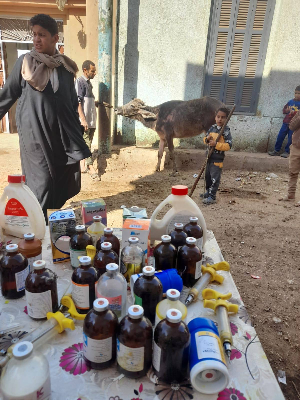 "الزراعة" تقدم دعم مباشر لصغار المربين وتحسين إنتاج الثروة الحيوانية في سوهاج