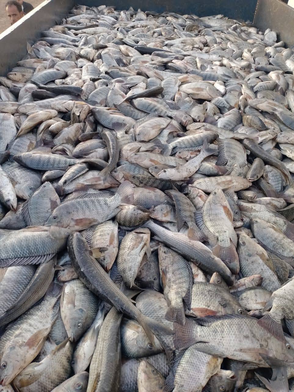 "جهاز تنمية البحيرات" يفتتح المعمل المركزي بمزرعة برسيق السمكية