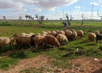 بعد سنوات من الجفاف.. الأمطار تنعش المراعي في المغرب