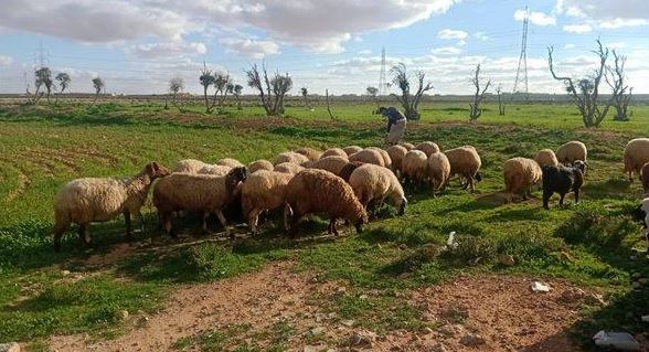 بعد سنوات من الجفاف.. الأمطار تنعش المراعي في المغرب