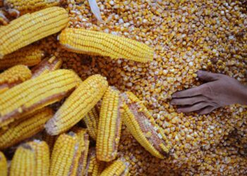 كوريا الجنوبية تشتري 132 ألف طن من الذرة الأمريكي