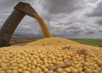 رقماً قياسياً.. صادرات البرازيل من فول الصويا تسجل 108.68 مليون طن في عام 2025