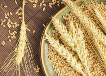 مصر تحل بالمرتبة الأولى في صادرات القمح الروسي خلال النصف الأول من الموسم