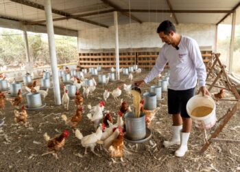 مصر تشهد طفرة في قطاع تربية الدواجن بنمو قدره 12.5٪ في إنتاج البيض و 1,6 مليار طائر