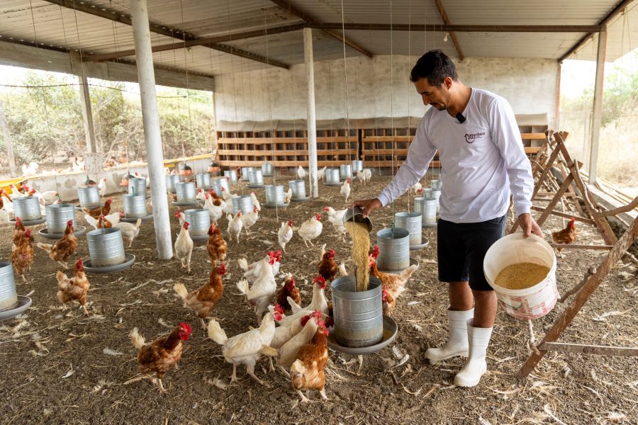 مصر تشهد طفرة في قطاع تربية الدواجن بنمو قدره 12.5٪ في إنتاج البيض و 1,6 مليار طائر