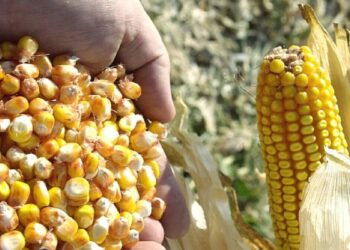 عقود الذرة الآجلة تواصل خسائرها وتغلق جلسة تداولات الثلاثاء على انخفاض