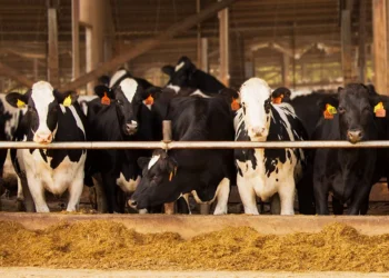 انخفاض أعداد رؤوس الماشية في أوكرانيا بنسبة 11٪ في عام 2025