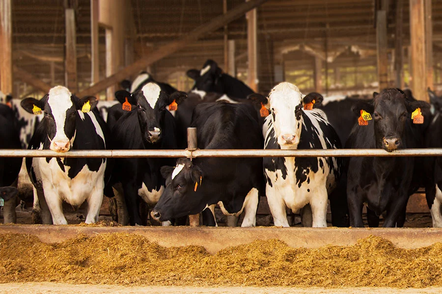 انخفاض أعداد رؤوس الماشية في أوكرانيا بنسبة 11٪ في عام 2025