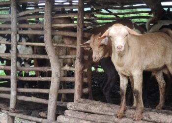 انخفاض أعداد الماشية العالمية في مناطق شاسعة