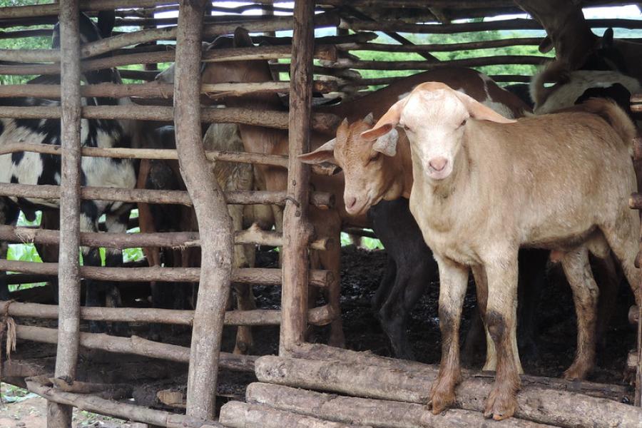 انخفاض أعداد الماشية العالمية في مناطق شاسعة