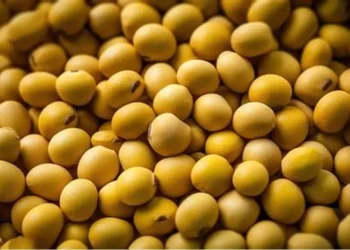 فول الصويا تحافظ على استقرارها اليوم الخميس وتحقق مكاسب طفيفة