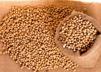 الصين تواصل زيادة وارداتها من فول الصويا البرازيلي رغم استئناف الواردات الأمريكية