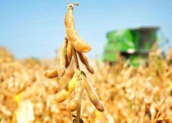 بدء حصاد فول الصويا في البرازيل